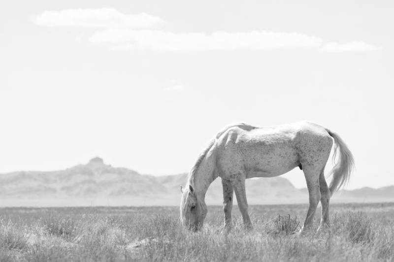 Silver Linings Onaqui Old Man Wild Horse Photo Safaris